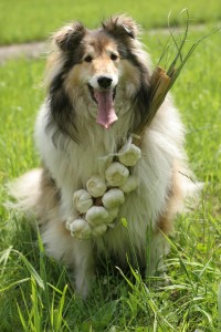 hund mit knoblauch