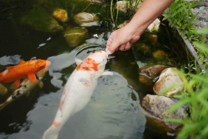 Koi im Gartenteich