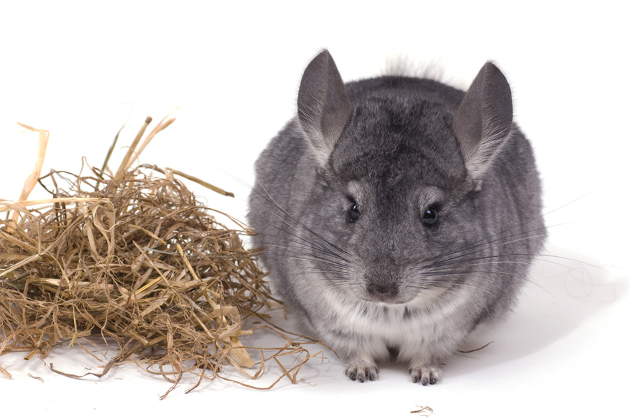 Hauptfutter für Chinchillas › TierklinikenNet