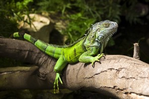 ein Leguan auf einem  Baumstamm