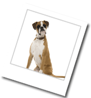 ein Boxer mit Hundeblick