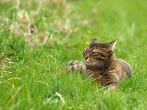 eine Katze in einer Wiese