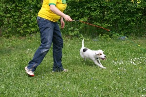 Hund spielt auf einer Wiese mit seinem Spielzeug