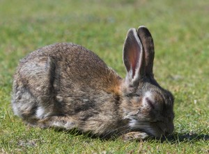 ein Kaninchen auf einer Wiese