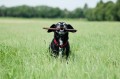 ein Hund mit einem Stock im Maul