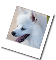 Bild eines Amerikan Eskimo Dog