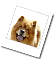 Chow-Chow - ein Bild zum Steckbrief