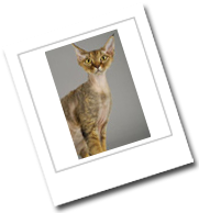 eine Devon Rex Katze