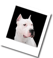 Dogo Argentino › TierklinikenNet