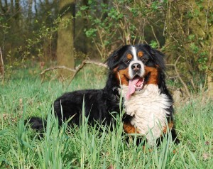 ein Berner Sennenhund möchte spielen