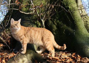 Katze ist sehr aufmerksam